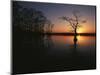 Bald Cypress Trees in Reelfoot Lake, Reelfoot National Wildlife Refuge, Tennessee, USA-Adam Jones-Mounted Photographic Print