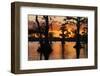 Bald cypress trees silhouetted at sunset. Caddo Lake, Uncertain, Texas-Adam Jones-Framed Photographic Print