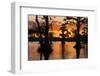 Bald cypress trees silhouetted at sunset. Caddo Lake, Uncertain, Texas-Adam Jones-Framed Photographic Print