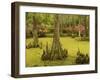 Bald Cypress Trees surrounded by Duckweed, Magnolia Plantation, Charleston, South Carolina, USA-Corey Hilz-Framed Photographic Print