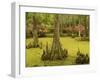 Bald Cypress Trees surrounded by Duckweed, Magnolia Plantation, Charleston, South Carolina, USA-Corey Hilz-Framed Photographic Print