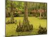 Bald Cypress Trees surrounded by Duckweed, Magnolia Plantation, Charleston, South Carolina, USA-Corey Hilz-Mounted Photographic Print