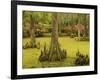 Bald Cypress Trees surrounded by Duckweed, Magnolia Plantation, Charleston, South Carolina, USA-Corey Hilz-Framed Photographic Print