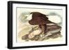 Bald Eagle 2-John James Audubon-Framed Art Print