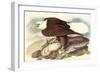 Bald Eagle 2-John James Audubon-Framed Art Print