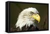 Bald Eagle, Alaska-Paul Souders-Framed Stretched Canvas