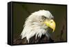 Bald Eagle, Alaska-Paul Souders-Framed Stretched Canvas
