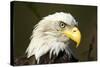 Bald Eagle, Alaska-Paul Souders-Stretched Canvas