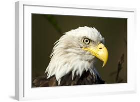 Bald Eagle, Alaska-Paul Souders-Framed Photographic Print