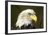 Bald Eagle, Alaska-Paul Souders-Framed Photographic Print