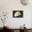 Bald Eagle, Alaska-Paul Souders-Mounted Photographic Print displayed on a wall