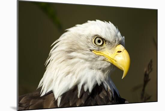 Bald Eagle, Alaska-Paul Souders-Mounted Photographic Print