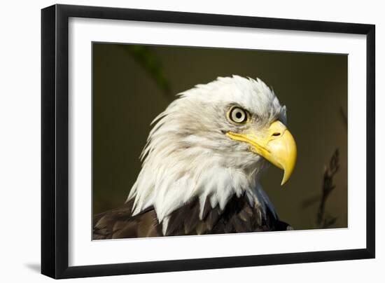 Bald Eagle, Alaska-Paul Souders-Framed Photographic Print