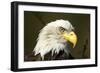 Bald Eagle, Alaska-Paul Souders-Framed Photographic Print