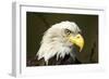 Bald Eagle, Alaska-Paul Souders-Framed Photographic Print