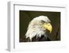 Bald Eagle, Alaska-Paul Souders-Framed Photographic Print