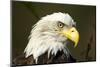 Bald Eagle, Alaska-Paul Souders-Mounted Photographic Print