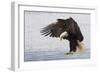 Bald Eagle Alighting-Ken Archer-Framed Photographic Print