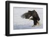 Bald Eagle Alighting-Ken Archer-Framed Photographic Print