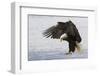 Bald Eagle Alighting-Ken Archer-Framed Photographic Print