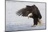 Bald Eagle Alighting-Ken Archer-Mounted Photographic Print