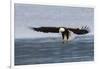 Bald Eagle Alighting-Ken Archer-Framed Photographic Print