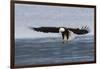 Bald Eagle Alighting-Ken Archer-Framed Photographic Print