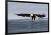 Bald Eagle Alighting-Ken Archer-Framed Photographic Print