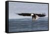 Bald Eagle Alighting-Ken Archer-Framed Stretched Canvas