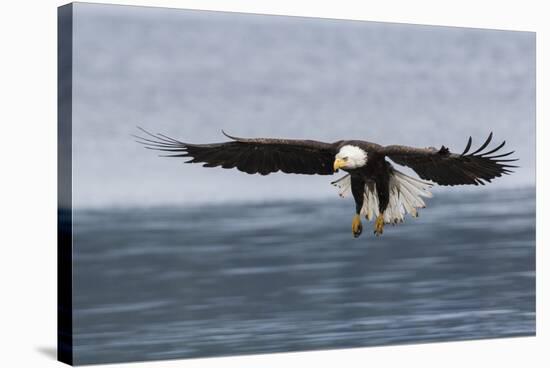 Bald Eagle Alighting-Ken Archer-Stretched Canvas