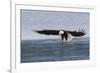 Bald Eagle Alighting-Ken Archer-Framed Premium Photographic Print