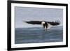 Bald Eagle Alighting-Ken Archer-Framed Premium Photographic Print