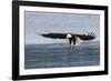 Bald Eagle Alighting-Ken Archer-Framed Photographic Print