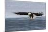 Bald Eagle Alighting-Ken Archer-Mounted Photographic Print