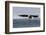 Bald Eagle Alighting-Ken Archer-Framed Photographic Print