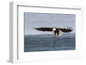 Bald Eagle Alighting-Ken Archer-Framed Photographic Print