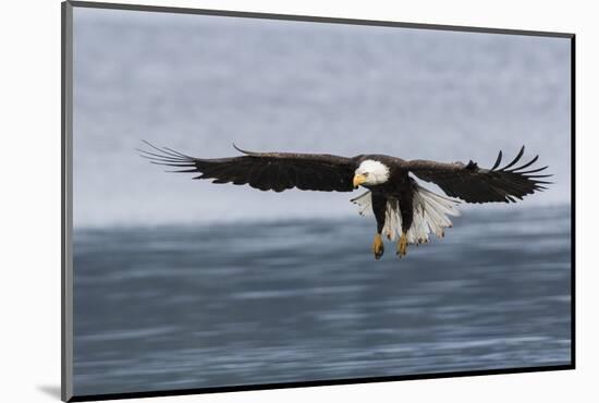 Bald Eagle Alighting-Ken Archer-Mounted Photographic Print