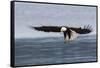 Bald Eagle Alighting-Ken Archer-Framed Stretched Canvas