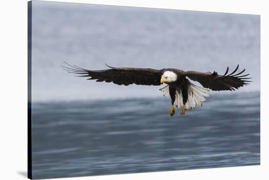 Bald Eagle Alighting-Ken Archer-Stretched Canvas