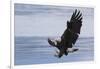 Bald Eagle Attacking-Ken Archer-Framed Photographic Print