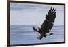 Bald Eagle Attacking-Ken Archer-Framed Photographic Print