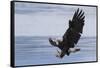 Bald Eagle Attacking-Ken Archer-Framed Stretched Canvas