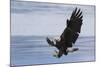 Bald Eagle Attacking-Ken Archer-Mounted Photographic Print