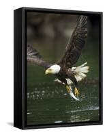 Bald Eagle, British Columbia, Canada-Paul Souders-Framed Stretched Canvas