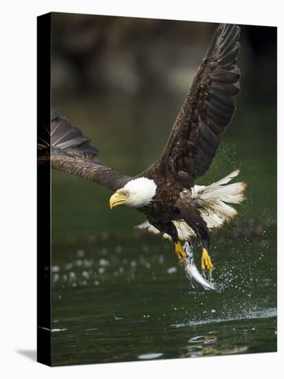 Bald Eagle, British Columbia, Canada-Paul Souders-Stretched Canvas