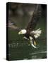 Bald Eagle, British Columbia, Canada-Paul Souders-Stretched Canvas