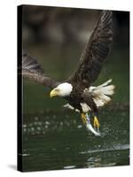 Bald Eagle, British Columbia, Canada-Paul Souders-Stretched Canvas