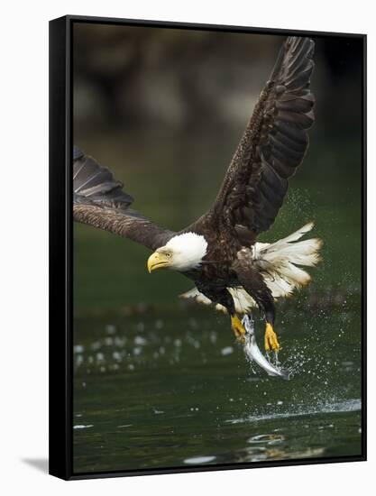 Bald Eagle, British Columbia, Canada-Paul Souders-Framed Stretched Canvas