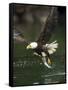Bald Eagle, British Columbia, Canada-Paul Souders-Framed Stretched Canvas