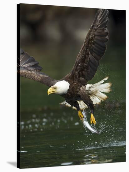 Bald Eagle, British Columbia, Canada-Paul Souders-Stretched Canvas